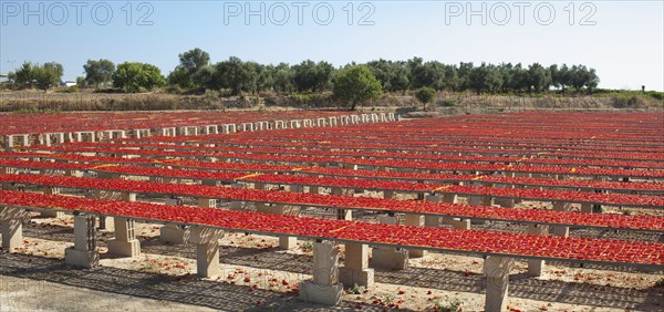 Production of San Marzano tomatoes dried in a natural way under the sun