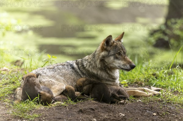 A wolf rests in a green environment, the pups cuddle up to their mother, European grey gray wolf