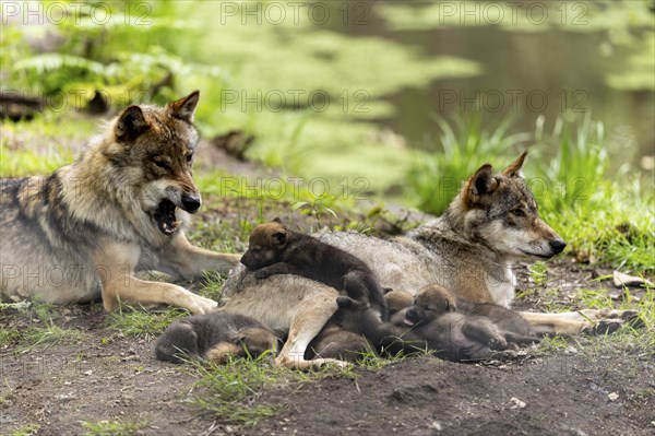 A pack of wolves rests in a green environment, the pups cuddle up to their mother while a wolf