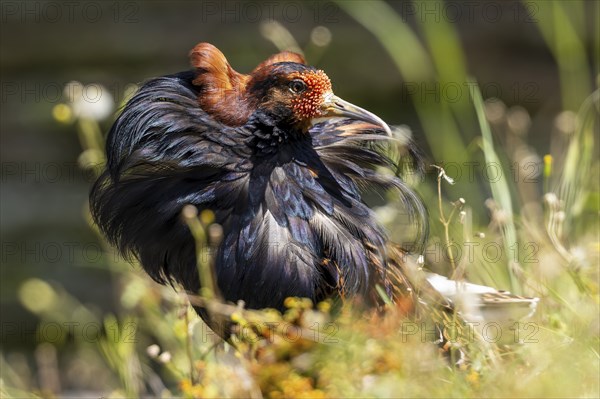 A splendidly feathered bird sits in a meadow while the wind moves its plumage, ruff (Calidris