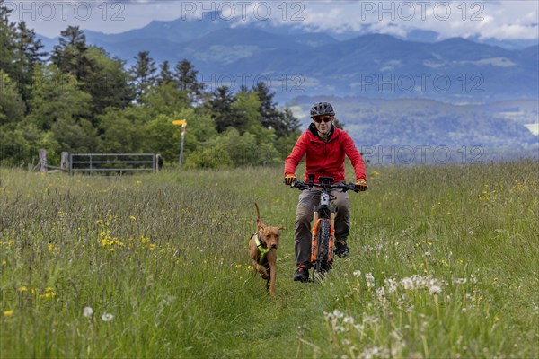Mountain biker and traildog, Vizslar dog running next to bicycle in early summer on the Jura