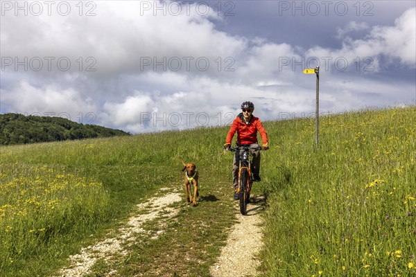 Mountain biker and traildog, Vizslar dog running next to bicycle in early summer on the Jura