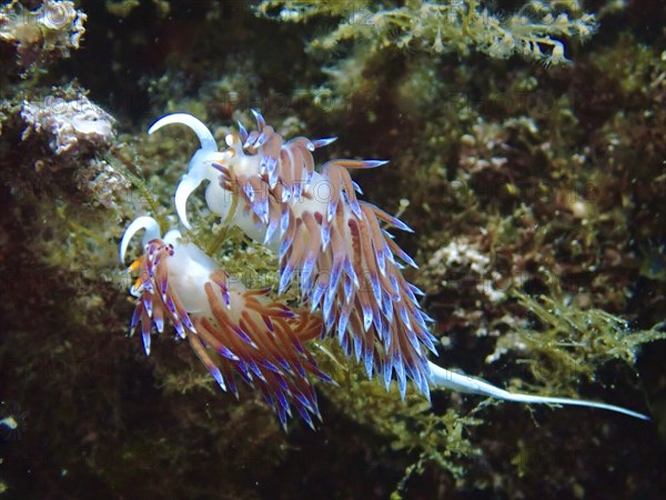 An elegant pair of colourful nudibranchs, migratory thread snails (Cratena peregrina), mating