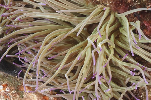 A opelet anemone (Anemonia sulcata) with long tentacles on the seabed in the underwater world. Dive