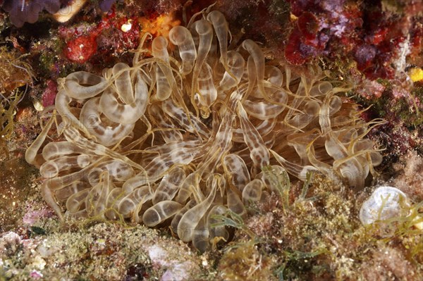 A translucent sieve anemone (Aiptasia mutabilis) sits on a colourful, rocky seabed. Dive site