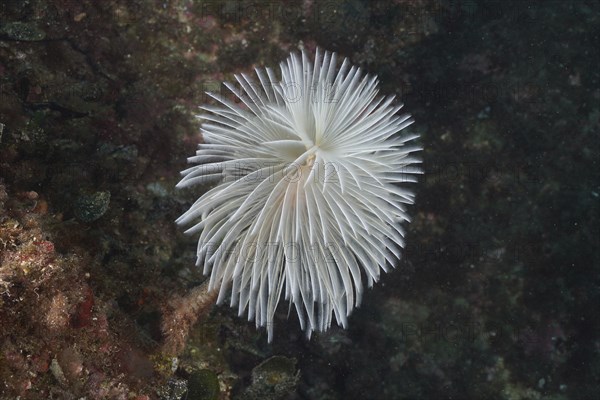A white fan-like organism, mediterranean fanworm (Sabella spallanzanii), on a rock under water.