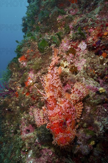 A red, speckled fish, red scorpionfish (Scorpaena scrofa), sea sow, lies on a colourful underwater