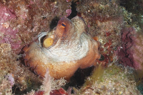 Common Octopus (Octopus vulgaris), common octopus, hiding among pink and green rocks underwater.