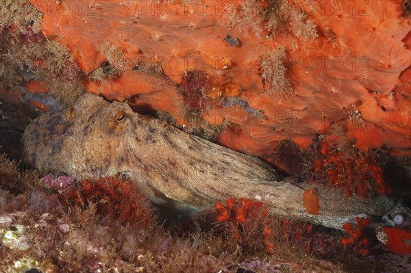 A Common Octopus (Octopus vulgaris), common octopus, under a rock, surrounded by colourful sponges