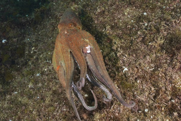 A Common Octopus (Octopus vulgaris), common octopus, on the run underwater. Dive site Marine