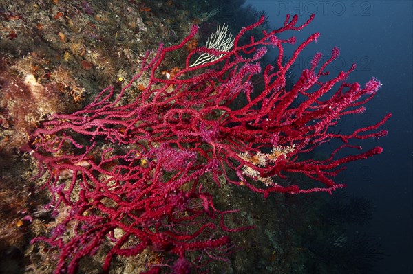 Underwater image shows dense, red coral structures, Violescent sea-whip (Paramuricea clavata),