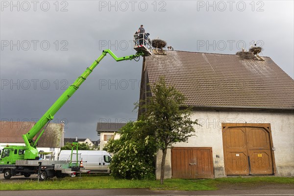 White stork (Ciconia ciconia), ringing, nest on barn, Göggingen, Sigmaringen district,