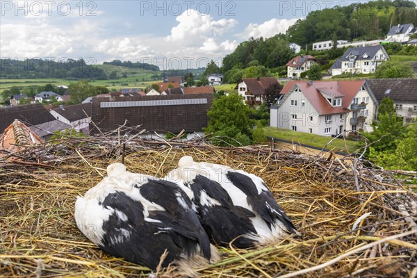 Young white storks (Ciconia ciconia) in the nest, location, Göggingen, Sigmaringen district,