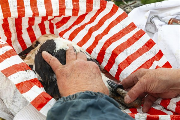 White stork (Ciconia ciconia), ringed in the nest, Göggingen, Sigmaringen district,