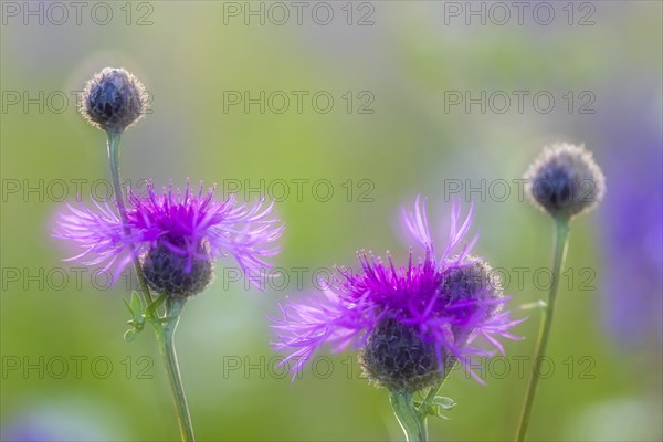 Perennial cornflower (Centaurea montana), Asteraceae, Leibertingen, Upper Danube nature park Park,