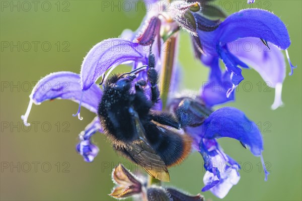 Red-tailed bumblebee (Bombus lapidarius) on a meadow clary (Salvia pratensis), Lamiaceae,