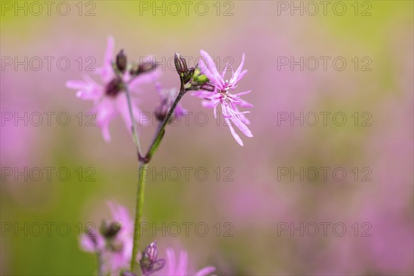 Close-up of pink flowers against a green, blurred background, conveying a summery feeling