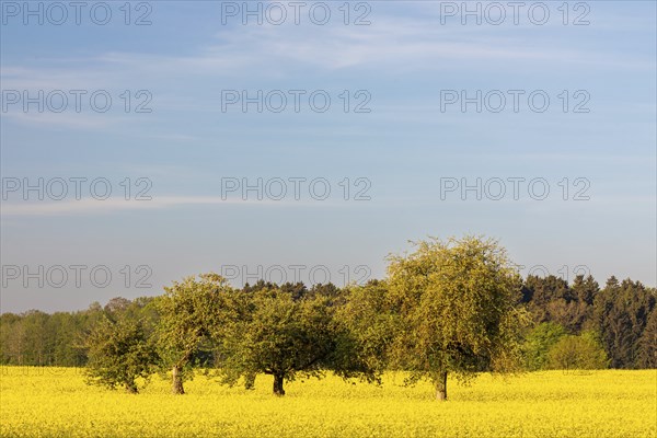 Apple trees (Malus) in a flowering rape field (Brassica napus), Messkirch, Upper Danube nature park