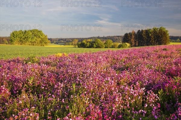 Meadow with red campion (Silene diocia) clove plant (Caryophyllaceae), Messkirch, Upper Danube