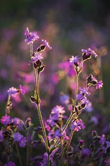 Red campion (Silene diocia) backlit, carnation family (Caryophyllaceae), Messkirch, Upper Danube