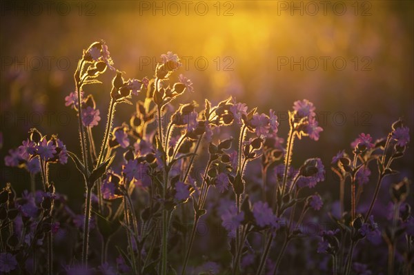 Red campion (Silene diocia) backlit, carnation family (Caryophyllaceae), Messkirch, Upper Danube