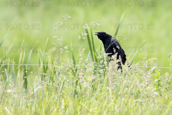 Common raven (Corvus corax), Vulkaneifel, Rhineland-Palatinate, Germany, Europe