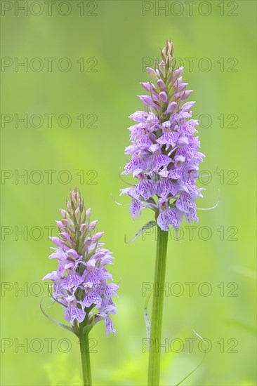 Moorland spotted orchid (Dactylorhiza maculata), flowering wild orchid, two plants, macro, nature