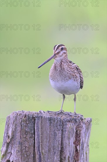 Common snipe (Gallinago gallinago), standing on a pasture fence, snipe birds, wildlife, Ochsenmoor,