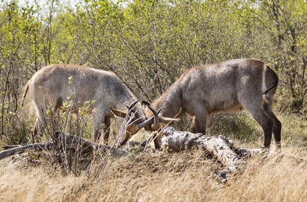 Two young Waterbucks (Kobus Ellipsiprymnus) fighting. Kruger National Park, South Africa, Africa