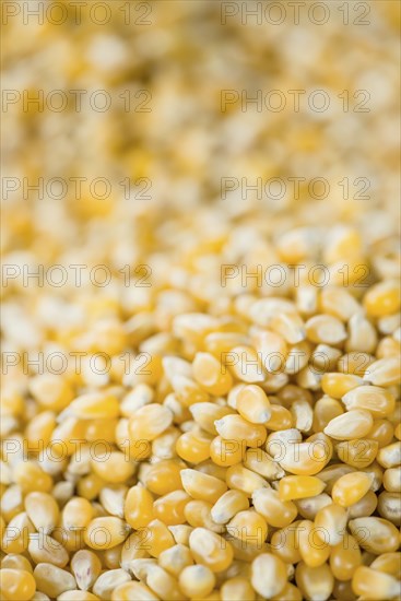 Corn for use as background or as image (close-up shot, selective focus)
