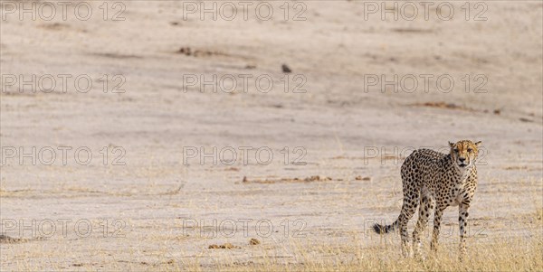 Cheetah in the Kruger National Park, South Africa during winter season