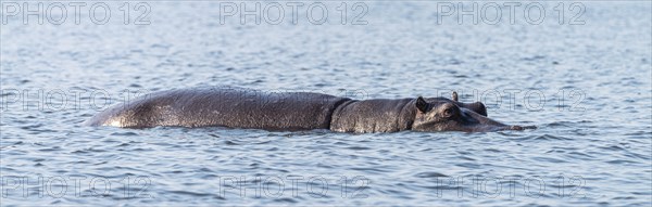 Hippo (mostly submerged) spotted in the Chobe National Park, Botswana, Africa
