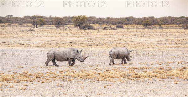 White Rhinoceros spotted in the Khama Rhino Sanctuary, Botswana, during winter, Africa
