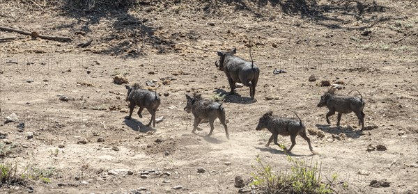 Common Warthogs (Phacochoerus africanus) spotted in the Kruger National Park, South Africa, Africa
