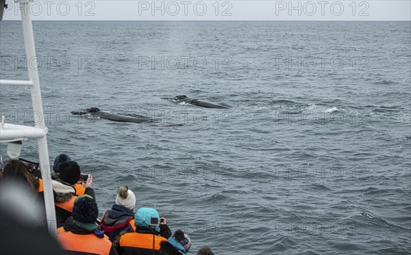 Whale Watching from a boat in Husavik, northern Iceland