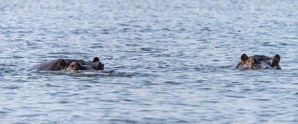 Hippo (mostly submerged) spotted in the Chobe National Park, Botswana, Africa