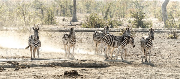 Group of Zebras spotted in the Kruger National Park, South Africa, Africa