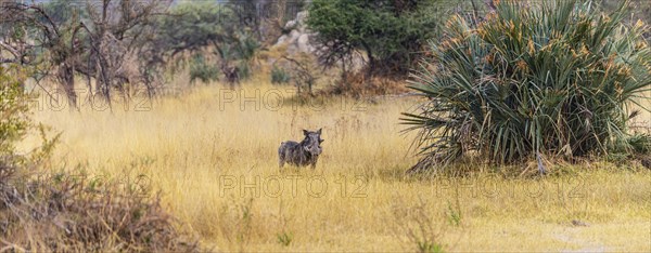 Warthogs spotted in the Okavango Delta, Botswana during winter season
