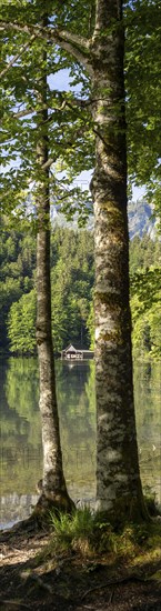 Morning atmosphere, reflection, trees and boathouse at the Toplitzsee, panoramic shot,