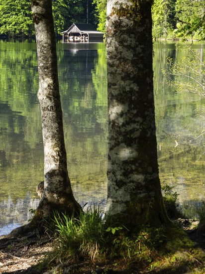 Morning atmosphere, reflection, boathouse at the Toplitzsee, Salzkammergut, Styria, Austria, Europe