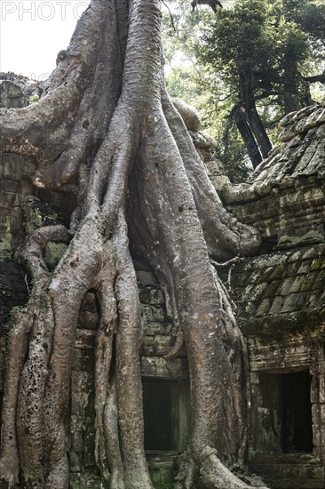 The famous Ta Prohm temple in Angkor Wat, Cambodia, Asia