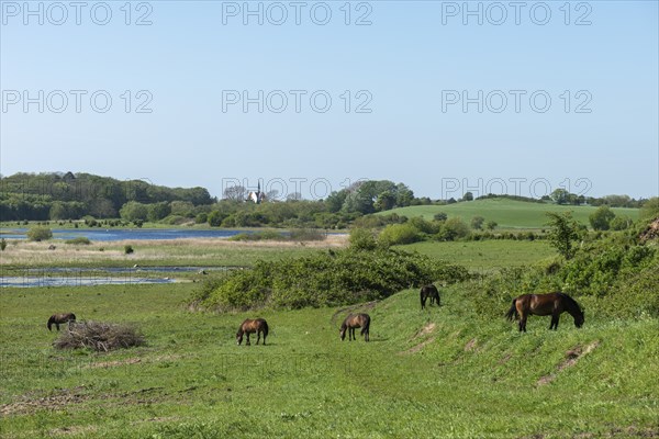 View from Hatbakken Fakkebjerg, Bagenkop, Langeland, wild horses, Fyn County, South Fyn Geopark,