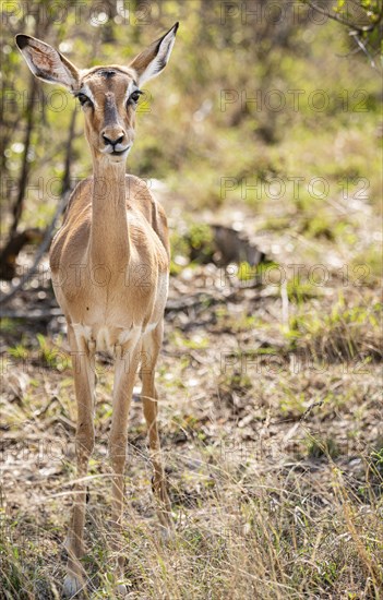 Female Impala (Aepyceros Melampus) portrait in Kruger National Park, South Africa, Africa