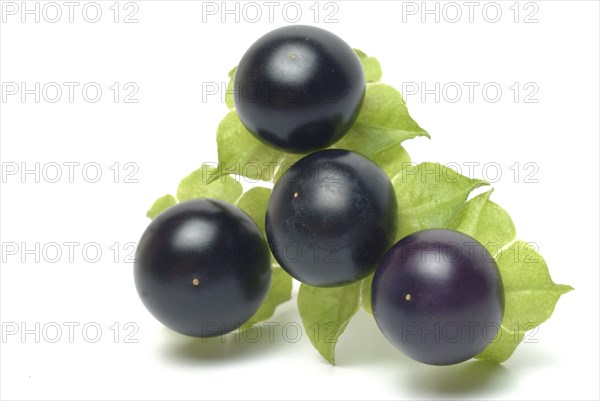 Food, fruit, black Jaltomata, Jaltomata procumbens is a plant species from the genus Jaltomata in