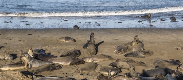 Sea Lions at the Pacific Coast Highway near San Simeon, California, USA, North America