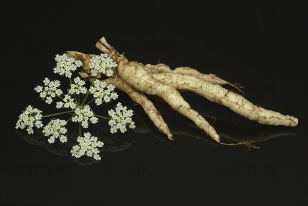 Vegetable, plant, food, agriculture, horticulture, root of the sugar root, Sisum sisarum, Sium,