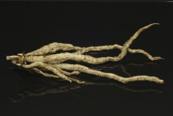 Vegetable, plant, food, agriculture, horticulture, root of the sugar root, Sisum sisarum, Sium,