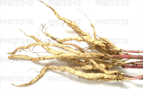 Vegetable, plant, food, agriculture, horticulture, root of the sugar root, Sisum sisarum, Sium,
