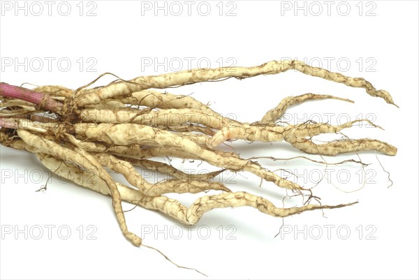 Vegetable, plant, food, agriculture, horticulture, root of the sugar root, Sisum sisarum, Sium,
