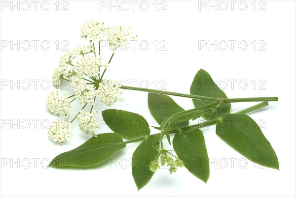 Vegetable, plant, food, agriculture, horticulture, flower and leaf of the sugar root, Sisum